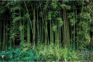 Bamboo Forest Backdrop 10x7ft Natural Scenery Jungle Bushes Wild Grass Outdoor Countryside Photography Background Birthday Wedding Baby Shower Party Banner Home Decorations Photo Studio Booth Props