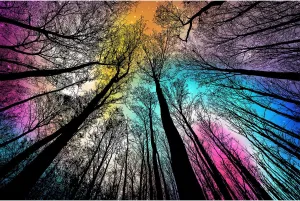 Bgraamiens Puzzle-Forest Under Starry Night-1000 Pieces Gradient Magic Colorful Puzzle for Adult,Hard Challenge Puzzle for Adult