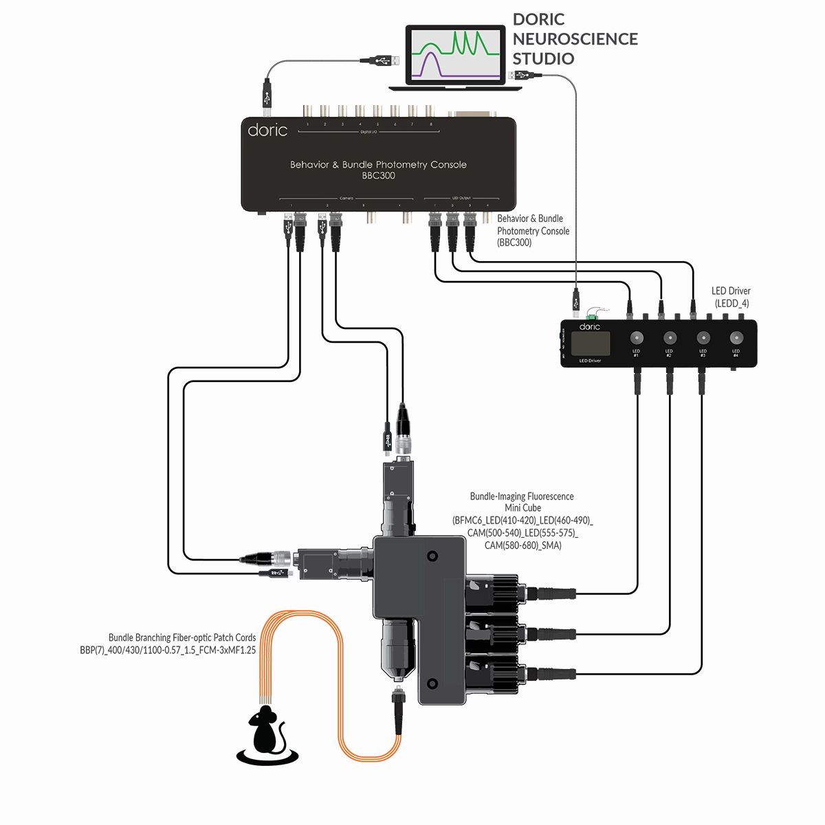 Bundle-imaging Fiber Photometry System