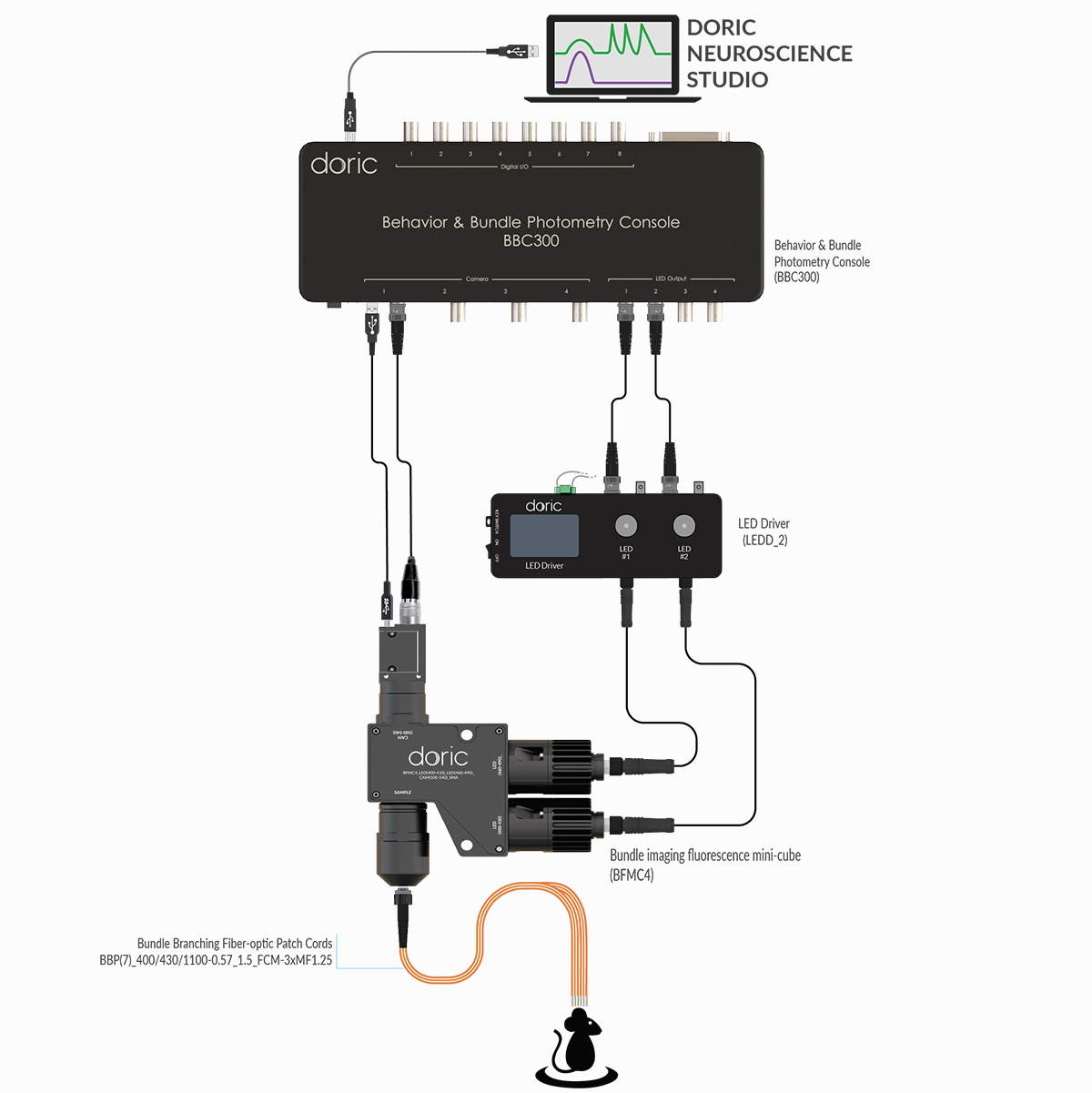 Bundle-imaging Fiber Photometry System