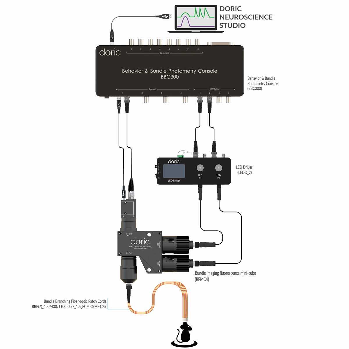 Bundle-imaging Fiber Photometry System