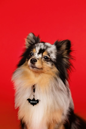 Classic Bat Pet Tag