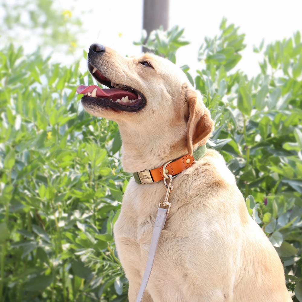 Classic Pet Collar & Leash Set