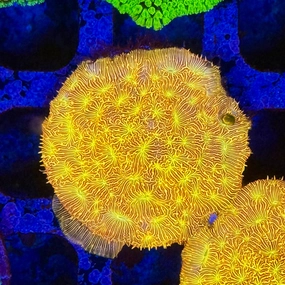 JF jack O Lantern Leptoseris