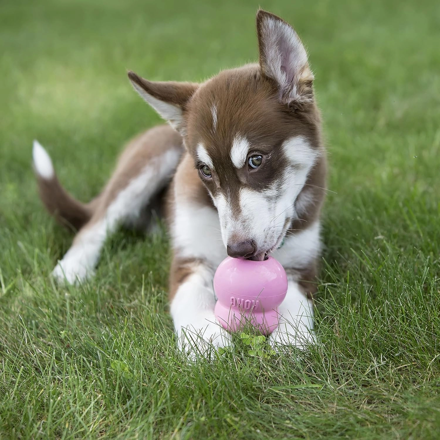 KONG Easy Treat Puppy 14 oz - Pack of 2