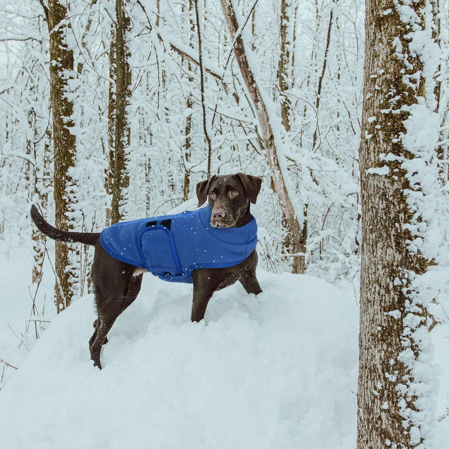 Queenmore XXS Dog Sweater, Soft Fleece Vest Pullover Dog Jacket with Leash Hole, Warm Winter Dog Coats Cold Weather Doggy Dachshund Sweaters for Small Dogs Cats Boy or Girl (Blue, XXS)