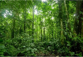 YongFoto 12x8ft Jungle Forest Trees Backdrops for Photography Summer Woods Wonderland Trees Plant Spring Nature Landscape Photography Background Picnic Camping Girl Boy Scouts Adventure Photo Studio