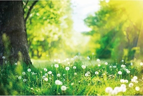 YongFoto 7x5ft Spring Green Grassland Backdrop for Photography Dandelion Grass Tree Bright Sunshine Nature Scenery Easter Day Outdoor Camping Picnic Holiday Kids Adults Portrait Photo Studio Prop